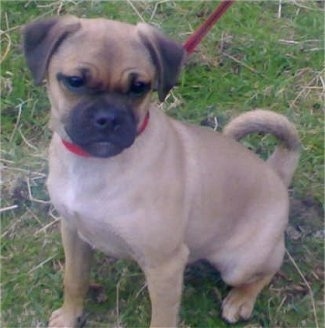 A tan with white Jug puppy is wearing a red collar and leash sitting on grass and looking to the right