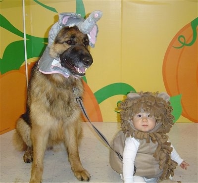 Close up - A black with brown German Shepherd dog is sitting against a yellow wall that has pumpkins painted on it. The dog is wearing an elephant on its head and it is sitting next to a toddler sized baby that is wearing a tan lion costume.