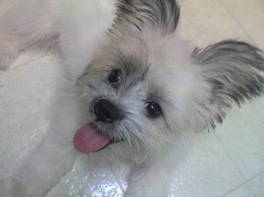 A happy looking fringed perk eared white with grey Kimola puppy is laying on a white tiled floor. Its mouth is open and tongue is out