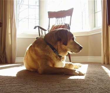 A yellow Labrador Retriever is laying on a tan carpet in the sun that is shining into the window in front of a wooden chair and looking to the right