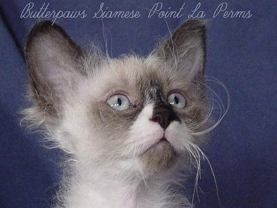 Close Up - Longhair LaPerm cat is looking towards the right. The Words 'Butterpaws Siamese Point La Perms' are overlayed