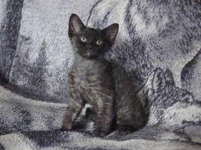 Longhair LaPerm kitten is sitting on a blanket and looking towards the camera holder