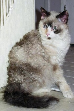 Longhair LaPerm cat is sitting on a tiled floor and looking to the left