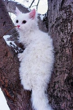 A white Longhair LaPerm cat is sitting in between tree branches 
