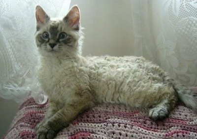 Longhair LaPerm cat is laying on an Ottoman covered in a pink crocheted blanket and looking towards the camera holder