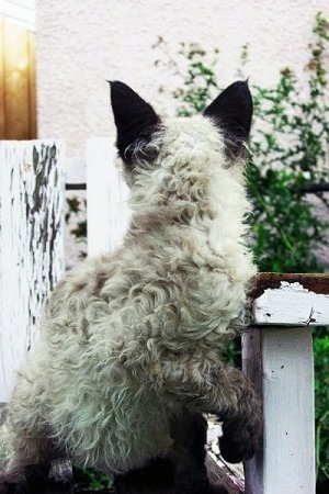 The back side of a Longhair LaPerm cat sitting in front of a old wooden fence and it is looking back