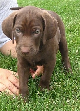 A small chocolate Labmaraner puppy is standing in grass and there is a person laying next to it.