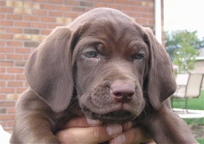 Close Up head shot - A wrinkled chocolate Labmaraner is being held up by the hands of a person