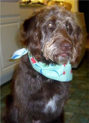 Close Up upper body shot - A wavy, long coated, chocolate with white Labradoodle is wearing a mint-green bandana with a red bouncing ball and blue lines on it  and sitting on a brown tiled floor in a kitchen
