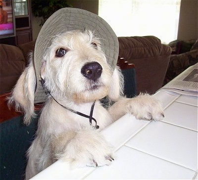 A wiry-looking white Labradoodle is jumped up at with its front paws on a white tiled counter toplooking up. It is wearing a tan hat