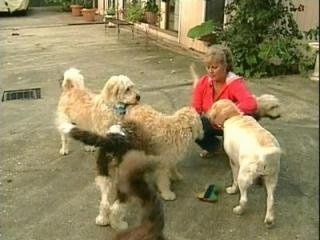 A pack of Labradoodles are standing around a lady who is kneeling on a black top out on a patio in front of a house.