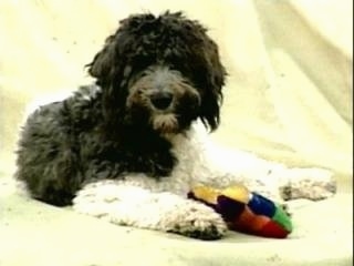 A black with white Labradoodle is laying on a yellow backdrop with a plush toy in between its front paws