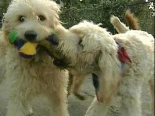 A tan Labradoodle is standing in dirt with a plush toy in its mouth and another tan Labradoodle is biting at the toy