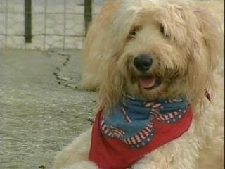 A fluffy, tan Labradoodle is laying in dirt wearing a red and blue bandanna. Its mouth is open and tongue is out