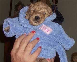Close Up - A tiny tan Labradoodle puppy is wearing a blue robe and it is being held up by a person with red nails