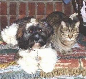 A white with black and brown Lacasapoo is laying on top of a rug next to a cat. There is a brick wall behind them.