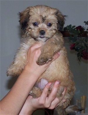 A small, tan with black Lhasa-Poo puppy is being held in the air by a persons hands.