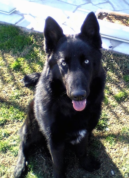 A black dog with some white on his chest, ears that stand up sitting in grass looking up. Its mouth is open and its tongue is out.