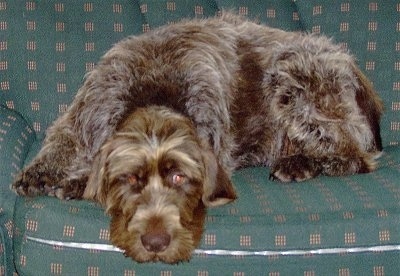 A soft-looking, large, brown pointer mix breed dog is laying down on a green couch. Its head is on the edge of the cushion.