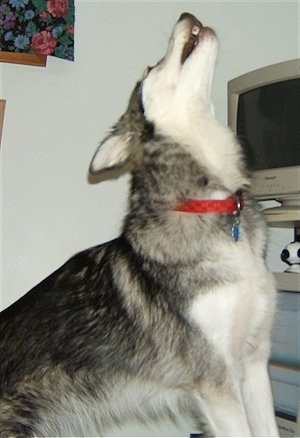 Action shot - A black with white wolf-looking dog wearing a red collar sitting and howling in front of a CRT computer monitor.