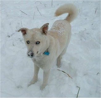 Front side view - A blue-eyed, tan Siberian Retriever is standing in snow and it is looking up. There is snow all over its back and muzzle. The dog's tail is curled up over its back.