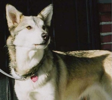 Side view upper body shot - A perk-eared, grey with white and tan Husky/Timber Wolf mix is standing in front of a door looking to the right.