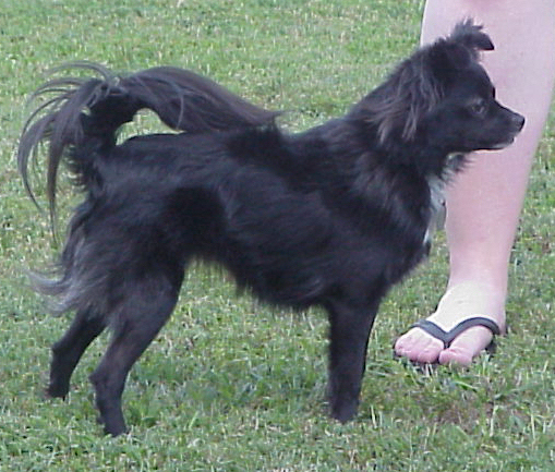 A black with white mix breed dog with long fringe hair on its black tail that is curled up over its back standing in grass.