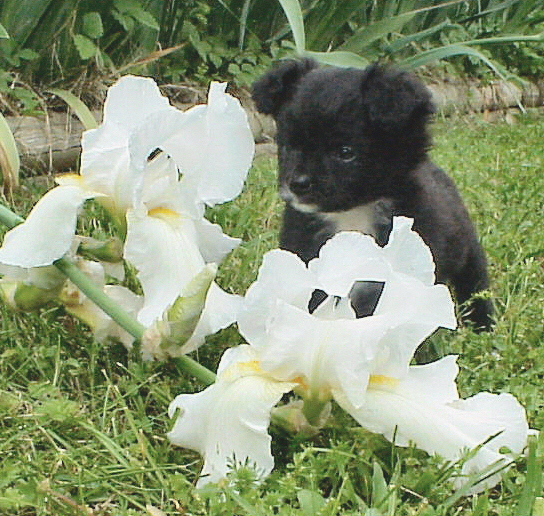 A small, furry, black with white puppy sitting in grass in front of white orchid flowers.