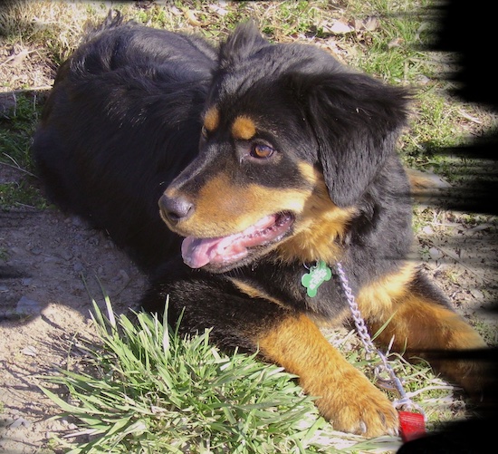 A black and tan Chow Chow/Rottie mix puppy is laying in dirt looking to the left on top of patchy grass.