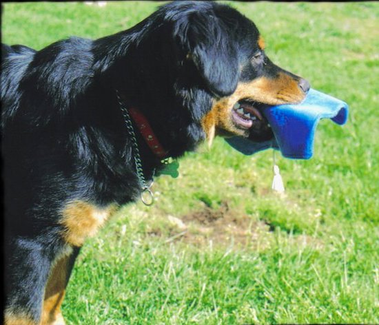 Side view upper body shot - A black with tan Chow Chow/Rottie mix is standing in grass and it has a blue object in its mouth.