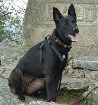 A black German Australian Shepherd is sitting on a rock in front of a stone monument. Its mouth is open and its tongue is out