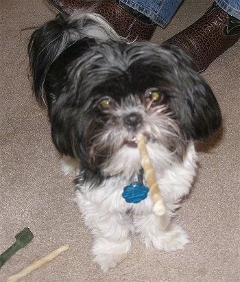 A longhaired black and white Mal-Shi is standing on a tan carpet with a rawhide stick in its mouth. There is a second rawhide chew and a Greenie chew on the floor next to it. Behind it is the feet of a person in brown cowboy boots and blue jeans.