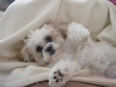 A white with tan Mal-Shi puppy is laying on its back belly out with its paws in the air on top of a white blanket.