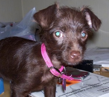 Close up - A short coated chocolate Malchi puppy is wearing a hot pink collar standing on a table. There is a book behind it and there is a Motorola Razr phone on top of the book. The dog has slightly longer hair on its head that looks wiry.