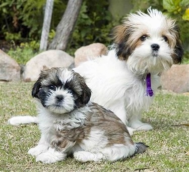 Two toy sized dogs, an adult and a puppy sitting in grass with rocks behind them. They are white, black and tan. The puppy is sitting in front of the adult.