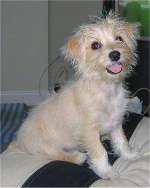 A wiry-looking tan with white Malti-Pin dog is sitting on a tan and black ottoman. Its mouth is open and tongue is out.
