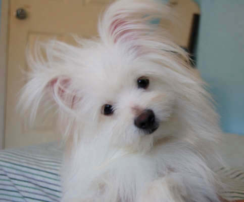 Head shot - A longhaired white Maltipom is laying on a bed and its head is tilted to the left.
