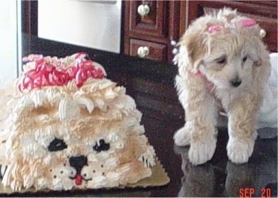 A Malti-poo puppy with a pink ribbon on its head is standing on a black table next to a birthday cake that looks just like the pup. .