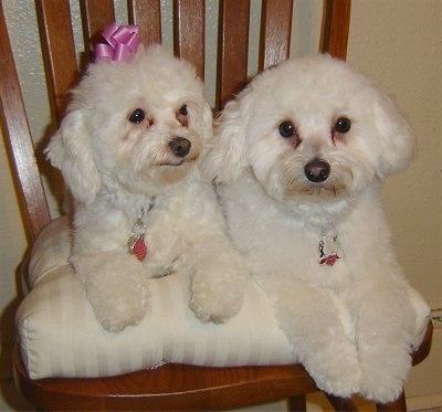 Two tan Malti-poo are laying side by side on a brown wooden chair on top of a white pillow cushion. The dog on the left has a pink ribbon on its head.