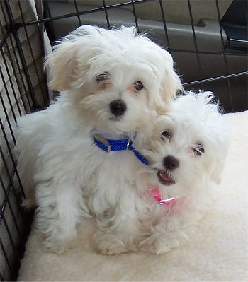 Two white Malti-poo dogs are laying next to each other in a cage in the backseat of a vehicle. The dog on the right is wearing a hot pink collar and is chewing on the blue collar of the dog next to it.