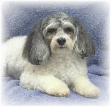 Front-side view - A white with grey Malti-poo is laying on top of a gray-blue blanket. It has long fluffy hair on its ears.