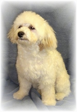 Front side view - A shorthaired tan Malti-poo dog is sitting on a couch and looking up and to the left.