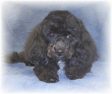 Front view - A long-eared wavy-coated, black with white Malti-poo is laying on top of a gray-blue blanket.
