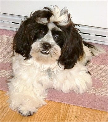View from the front - A longhaired fluffy black and white Mauzer dog is laying on a pink and white throw rug on top of a hardwood floor with a baseboard heater behind it. The dog's bottom teeth are showing from its underbite.