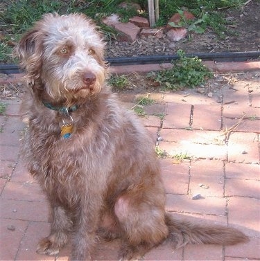 A wavy-coated brown Labradoodle is sitting on a brick sidewalk looking to the right.
