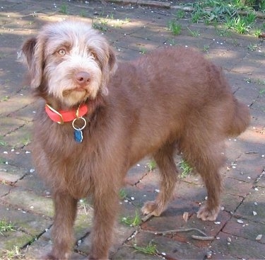 Front side view - A brown Labradoodle is standing on a brick sidewalk and it is looking up and to the right.