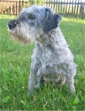 Front view - A grey with white Miniature Schnauzer is sitting in grass and it is looking to the left. There is a wooden fence behind it.