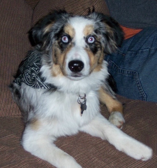 A blue-eyed, merle white and grey with tan and black Miniature Australian Shepherd puppy is laying on a brown couch next to a person in blue jeans.