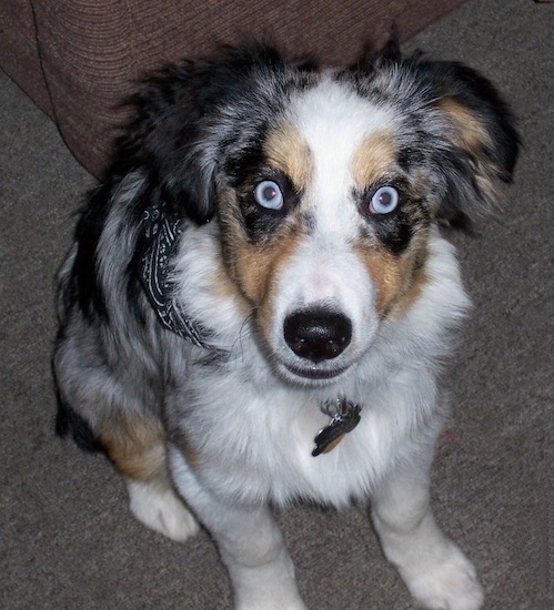 View from the top looking down - A blue-eyed, merle white and grey with tan and black Miniature Australian Shepherd puppy is sitting on a tan carpet in front of a brown couch.