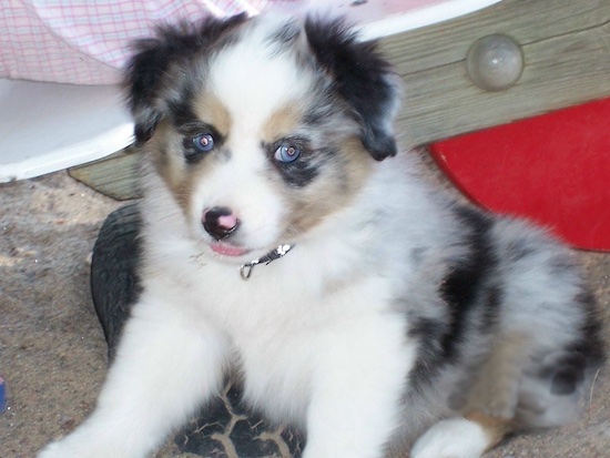 A blue-eyed, merle white and grey with tan and black Miniature Australian Shepherd puppy is sitting in sand under the shade of a tree and looking forward. Its mouth is slightly opened.